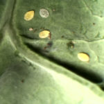 Nondescript egg cases on leaf under white light