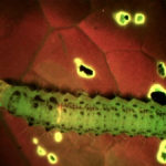 Caterpillar fluorescing under blue excitation light