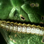 Caterpillar under white light