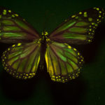 Female Monarch Butterfly (Danaus plexippus) fluorescing under blue excitation light