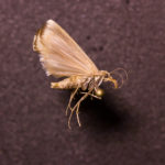 Moth (Lepidoptera) under white light