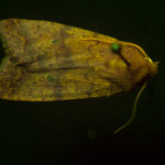 Bicolored Swallow Moth (Sunira bicolorago) fluorescing under blue excitation light