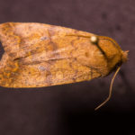 Bicolored Swallow Moth (Sunira bicolorago) under white light