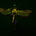 Squash vine borer (Sessiidae melitta cucurbitae) fluorescing under blue excitation light