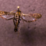 Squash vine borer (Sessiidae melitta cucurbitae) under white light