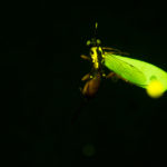 Wasp (Ichneumonidae Artranis director) fluorescing under blue excitation light