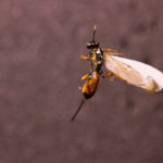 Wasp (Ichneumonidae Artranis director) under white light