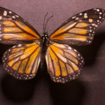 Female Monarch Butterfly (Danaus plexippus) under white light