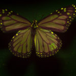 Male Monarch Butterfly (Danaus plexippus) fluorescing under blue excitation light