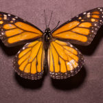 Male Monarch Butterfly (Danaus plexippus) under white light