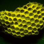 Paper Wasp nest fluorescing under blue light