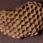 Paper Wasp nest under white light