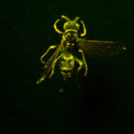 Northern Paper Wasp (Polistes fuscatus) fluorescing under blue excitation light