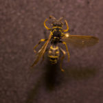 Northern Paper Wasp (Polistes fuscatus) under white light