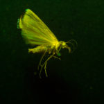 Moth (Lepidoptera) fluorescing under blue excitation light