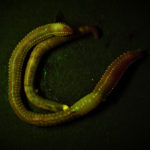Earth worms fluorescing under blue excitation light