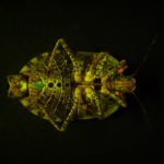Brown marmorated stink bug (Halyomorpha halys) fluorescing under blue excitation light