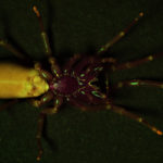 Woodlouse spider (Dysdera crocata) fluorescing under blue excitation light