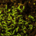 Corn rootworms (Genus Diabrotica) fluorescing under blue excitation light
