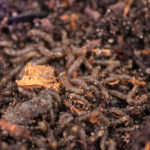 Corn rootworms (Genus Diabrotica) under white light