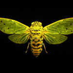 Cicada (Megapomponia intermedia) fluorescing under blue excitation light