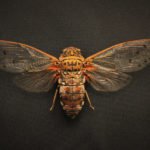 Cicada (Megapomponia intermedia) under white light