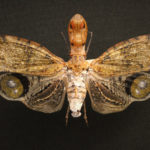 Planthopper (Fulgora laternaria) under white light