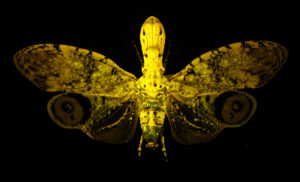 Planthopper (Fulgora laternaria) fluorescing under blue excitation light