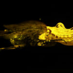 Planthopper (Fulgora laternaria) fluorescing under blue excitation light