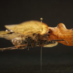 Planthopper (Fulgora laternaria) under white light