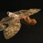 Planthopper (Fulgora laternaria) under white light