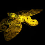 Planthopper (Fulgora laternaria) fluorescing under blue excitation light