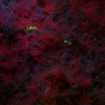 Nudibranch Cuthona millenae fluorescing (c) Alicia Hermosillo