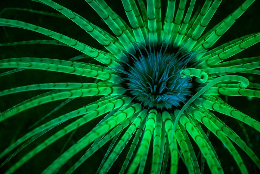 Cerianthus sp., fluorescence. (c) Jim Obester.
