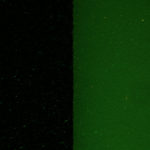 Fly pad fluorescence - Cyan excitation