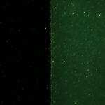 Fly pad fluorescence - Royal Blue excitation