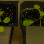 White light image of RFP positive and negative seedlings