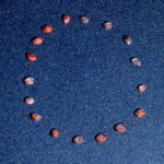 White light image of RFP positive and negative dark coated seeds