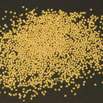 White light image of RFP positive and negative yellow seeds