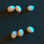White light image of RFP positive and negative yellow seeds