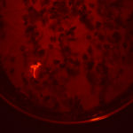 Using the NIGHTSEA DFP to identify seedlings expressing red fluorescent protein
