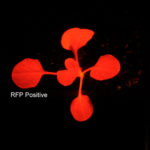 Fluorescence image of RFP positive and negative seedlings