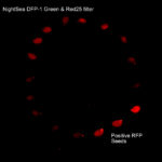 Fluorescence image of RFP positive and negative dark coated seeds