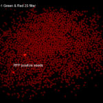 Fluorescence image of RFP positive and negative yellow seeds