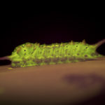 Insect fluorescence - caterpillar - (c) DanJones