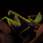 Insect fluorescence - mantis - (c) DanJones