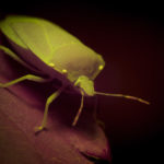 Insect fluorescence - shield bug - (c) DanJones