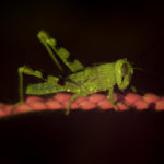 Insect fluorescence - grasshopper - (c) DanJones