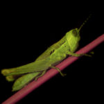 Insect fluorescence - grasshopper - (c) DanJones