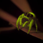 Spider fluorescence - (c) DanJones
